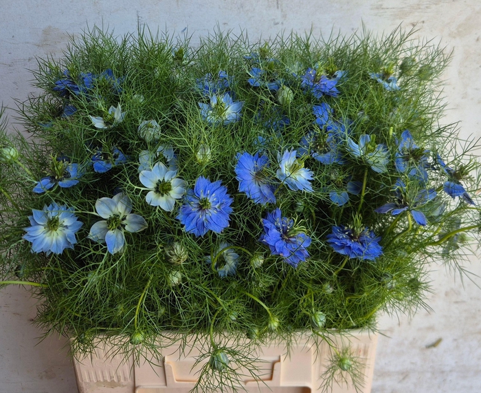 <h4>NIGE D ARTIST BLUE</h4>