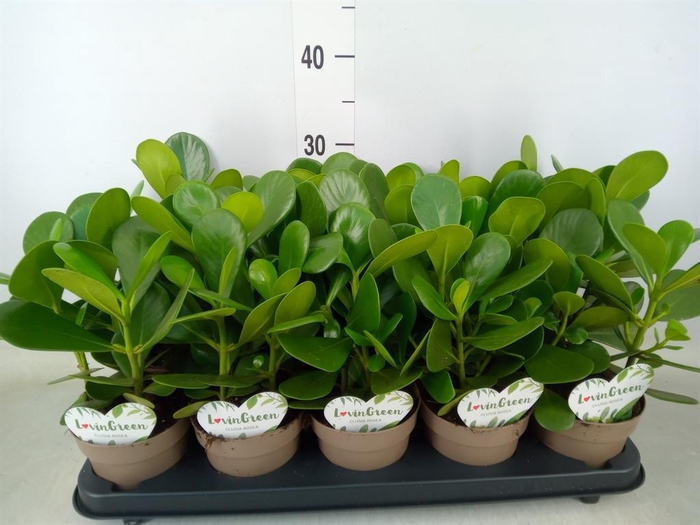 <h4>Clusia rosea</h4>