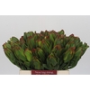 Leucadendron Laurel Yellow