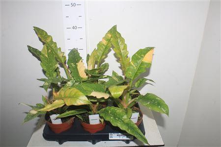 <h4>Phil Ring Of Fire</h4>