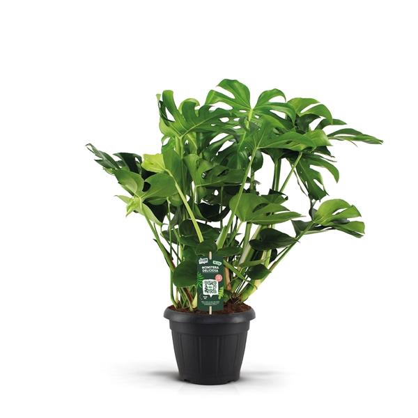 <h4>Monstera Deliciosa 35</h4>