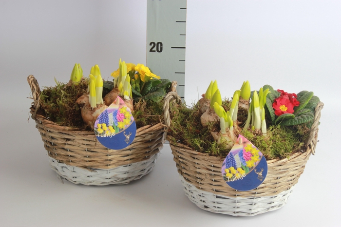 <h4>ARR BOL KNOLGEWAS</h4>