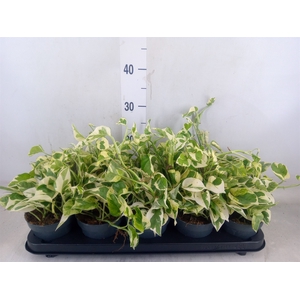 Epipremnum pinn. 'NJoy'