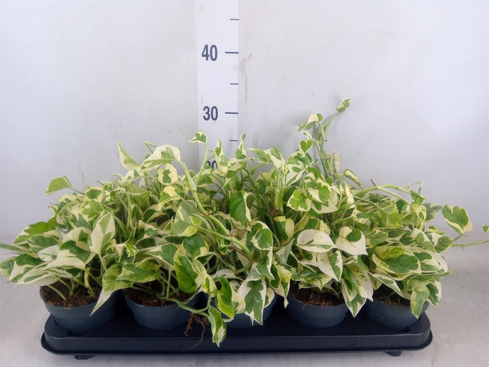 <h4>Epipremnum pinn. 'NJoy'</h4>