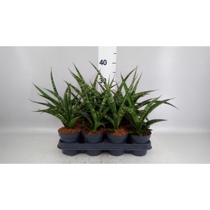 Sansevieria trifa.   ...
