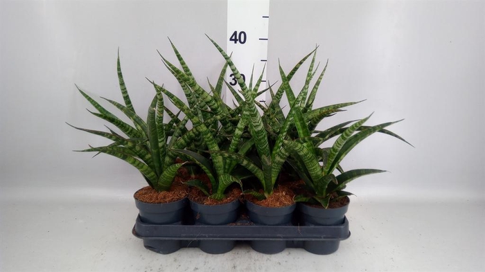 <h4>Sansevieria trifa.   ...</h4>