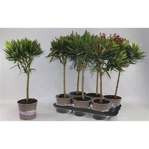 Nerium Oleander Ov Stam 90cm