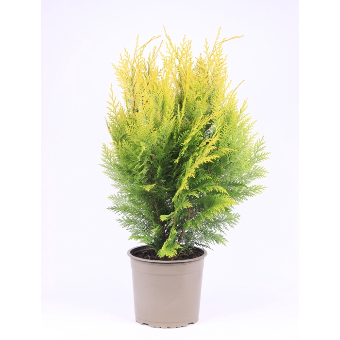 <h4>Chamaecyparis lawsoniana 'Ivonne'</h4>