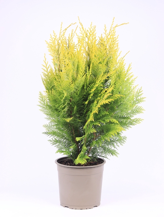 <h4>Chamaecyparis lawsoniana 'Ivonne'</h4>