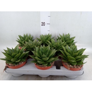 Gasteria