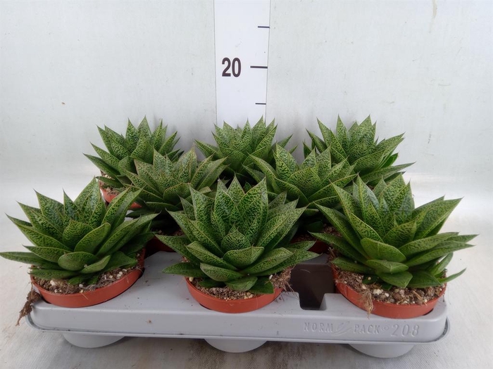 <h4>Gasteria</h4>