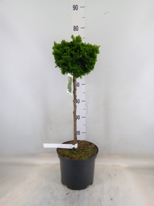 <h4>Chamaecyparis obt. 'Gracilis'</h4>