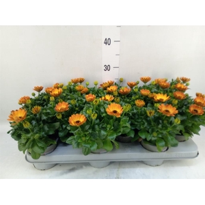 Osteospermum  'Margarita Orang Fla'