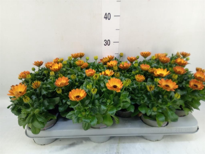 <h4>Osteospermum 'Margarita Orang Fla'</h4>