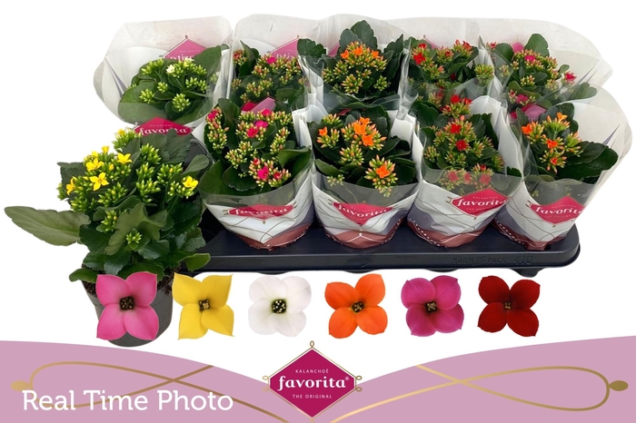 <h4>KAL EN GEM 6 KL</h4>