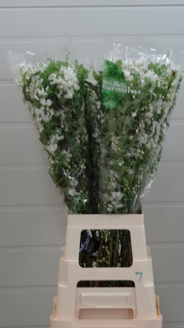 EXOC MAG SPRINGTIME