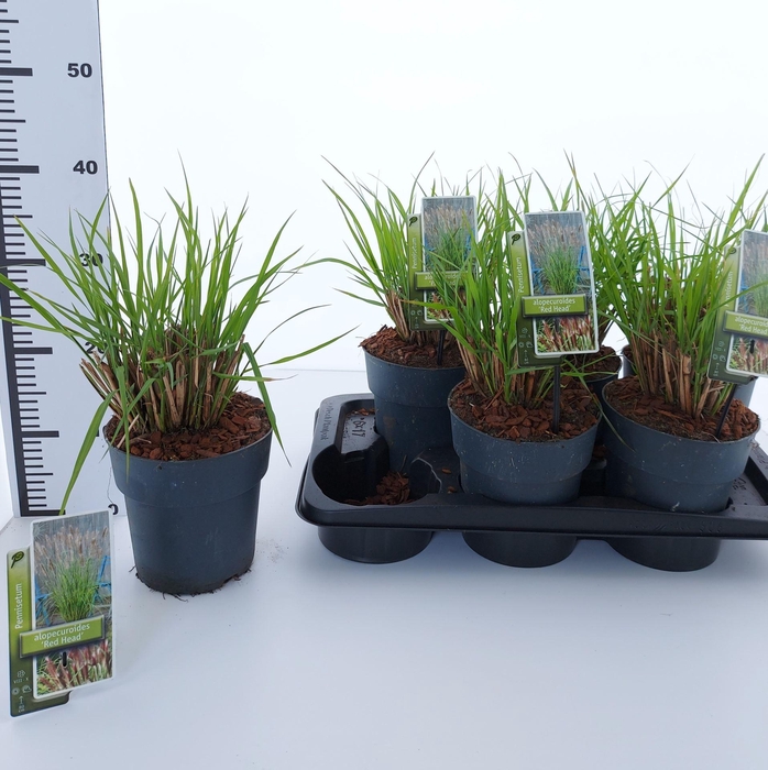 <h4>Pennisetum alopecuroides</h4>