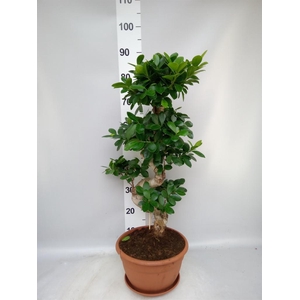 Ficus microcarpa 'Ginseng'