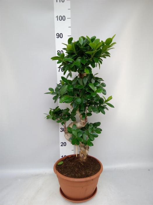 <h4>Ficus microcarpa 'Ginseng'</h4>