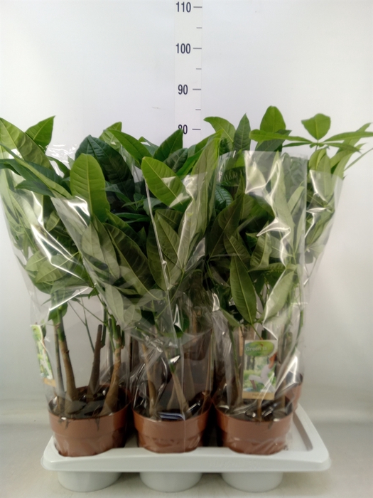 <h4>Pachira aquatica</h4>