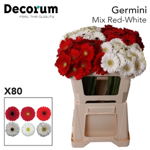 Germini Mix Rood  Wit Water