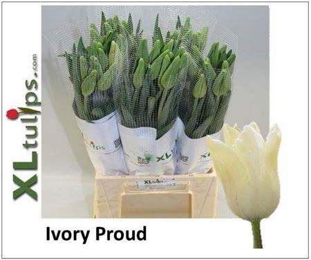 <h4>Tu Fr En Ivory Proud</h4>