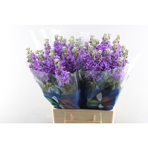 Matth Iron Blue (blauw)