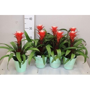 ARR BROMELIA