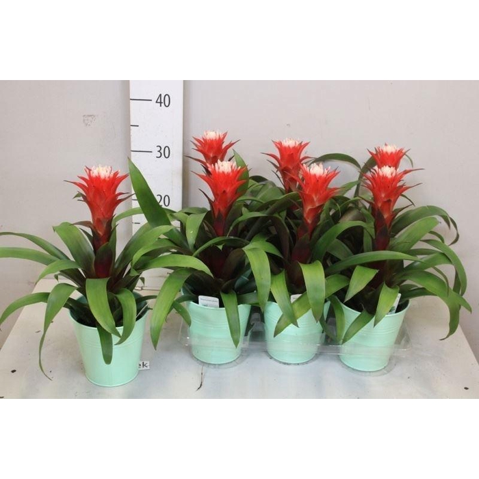 <h4>ARR BROMELIA</h4>