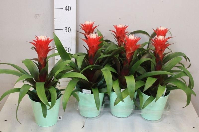 ARR BROMELIA