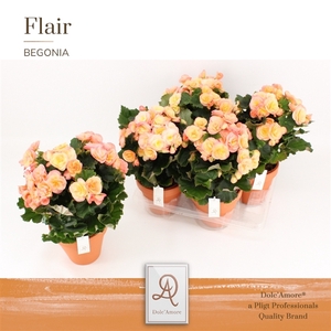 Begonia Hailey sunset P14 Dolc'Amore® Terracotta Keramiek