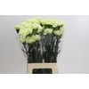 Dianthus St Lady Midori