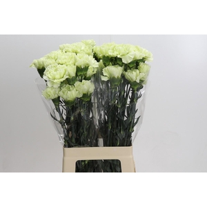 Dianthus St Lady Midori