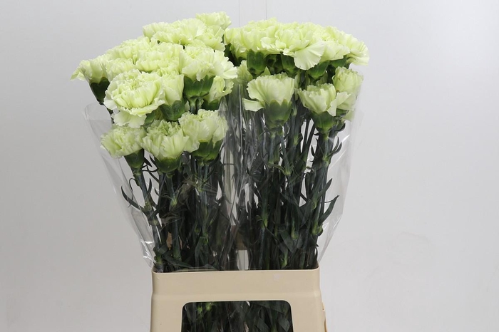 <h4>Dianthus St Lady Midori</h4>
