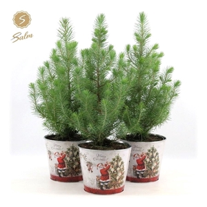 Pinus pinea 'Silver Crest' P17 in Zinc Santa