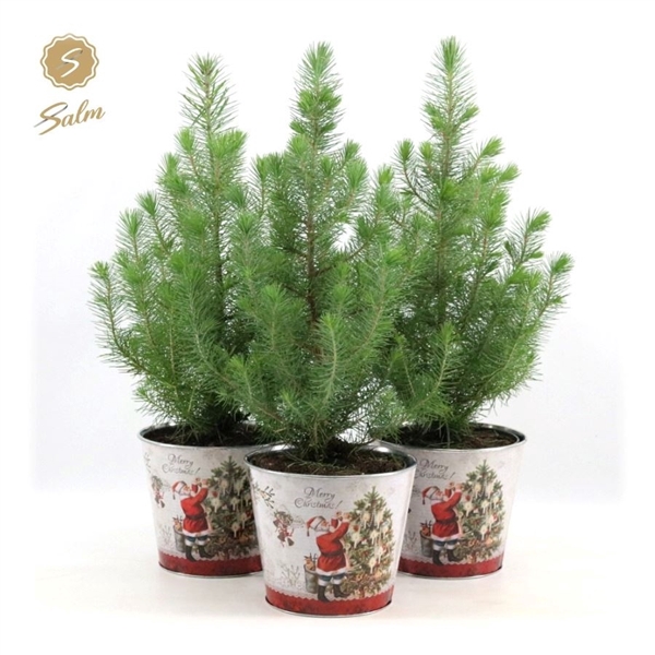 <h4>Pinus pinea 'Silver Crest' P17 in Zinc Santa</h4>