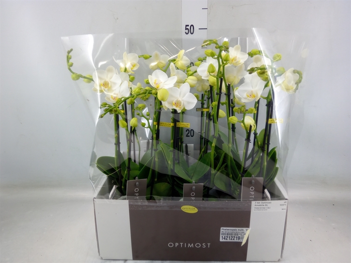 <h4>Phalaenopsis multi. 'Starrion'</h4>