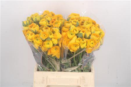 <h4>Ran El Yellow</h4>