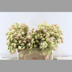 Blushing Brides Pink 6-9