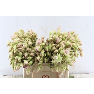 Blushing Brides Pink 6-9