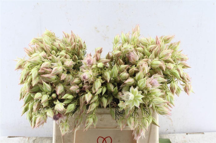 <h4>Blushing Brides Pink 6-9</h4>