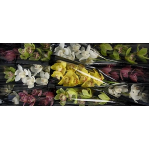 Cymbidium Mix 50 cm X12