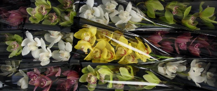 <h4>Cymbidium Mix 50 cm X12</h4>