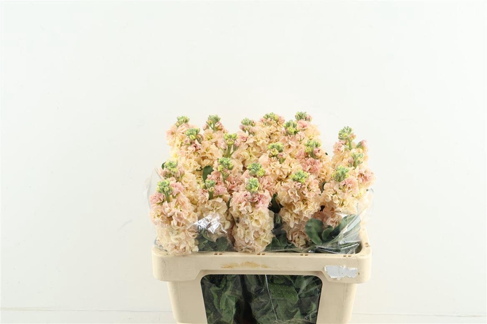 <h4>Matth Iron Apricot</h4>