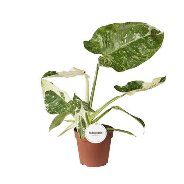 <h4>Philodendron overig</h4>