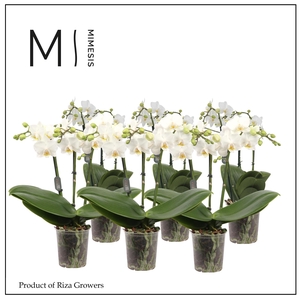 Phalaenopsis White 3 spike - 9cm | Mimesis