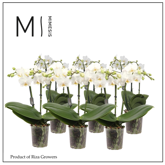 <h4>Phalaenopsis White 3 spike - 9cm | Mimesis</h4>