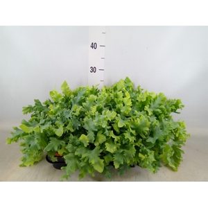 Phlebodium aureum 'Davana'