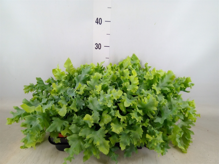 <h4>Phlebodium aureum 'Davana'</h4>