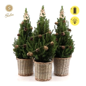 Picea gl. 'December'® P19 in Basket + Pine-Cone Light + Tree on Loop